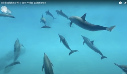 Screenshot from the Dolphin Swim Club’s 360 video.
