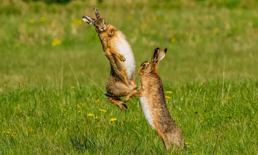 Boxing hares in a field near York
