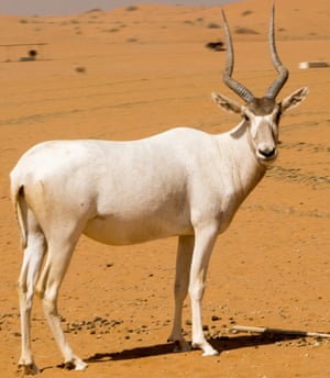 Addax.