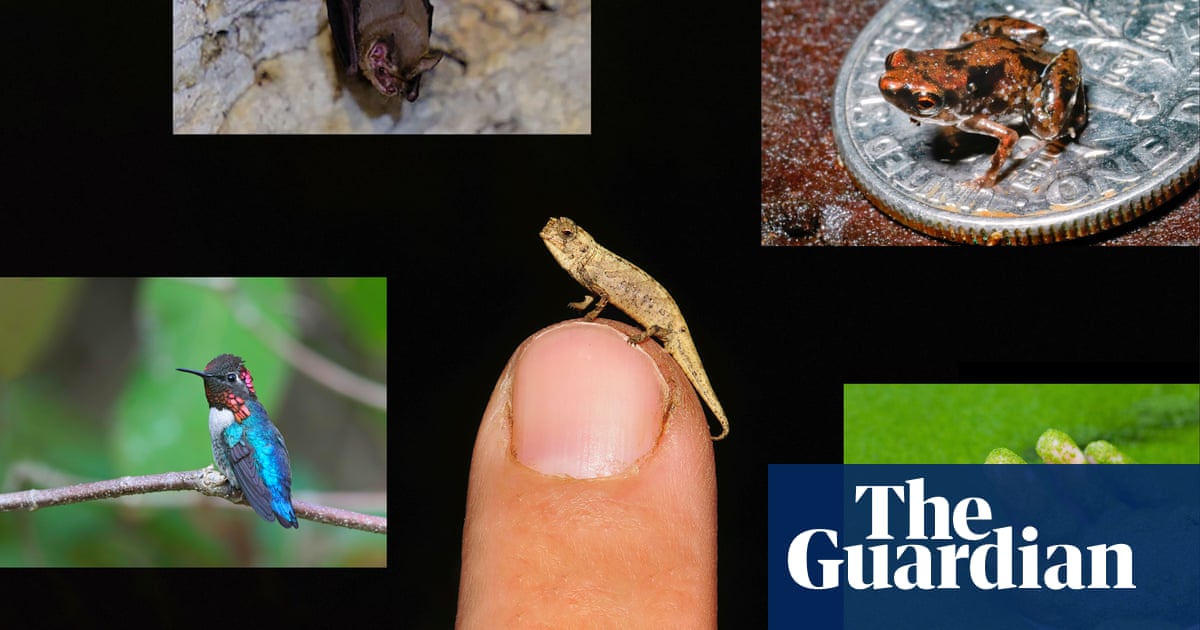 Who’s the smallest of them all? Meet the world’s amazing tiniest creatures | Wildlife