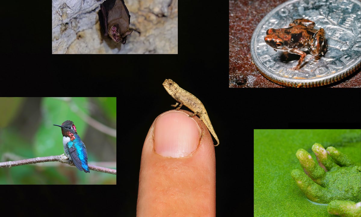 Worlds Smallest Animal Species 35 Smallest Animals In The World