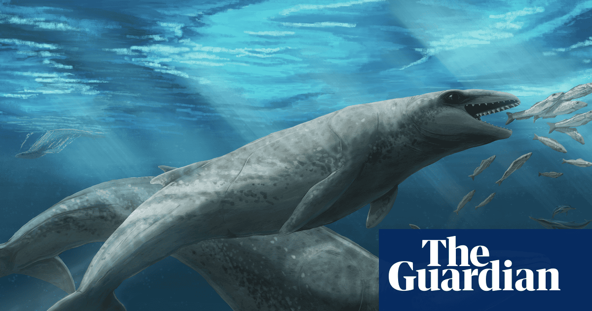 ‘Deceptively cute’ ancient whale with razor-sharp teeth and eyes the size of tennis balls discovered in Australia | Environment ‘Deceptively cute’ ancient whale with razor-sharp teeth and eyes the size of tennis balls discovered in Australia | Environment