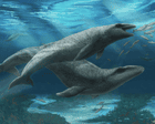 ‘Deceptively cute’ ancient whale with razor