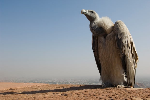 An adult long-billed vulture on the ramparts of Mehrangarh Fort, Jodhpur, Rajasthan, India.