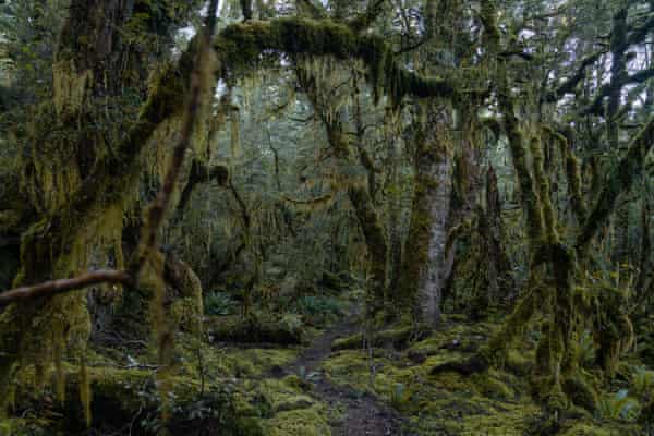 Perth based photographer Louise Coghill hiking the Te Araroa trail: 3,000km down the length of New Zealand, from Cape Reinga in the north to the southernmost point of Bluff. Longwood forest