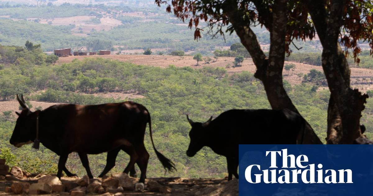 ‘We don’t know where the money is going’: the ‘carbon cowboys’ making millions from credit schemes | Carbon offsetting