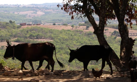 Cattle graze in Chikova, Zimbabwe