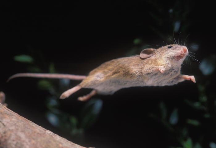 Mice Woke Me By Running Through My Hair I Have Never Been The