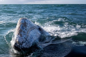 Uma baleia cinza na lagoa Ojo de Liebre em Guerrero Negro, estado de Baja California Sur, México