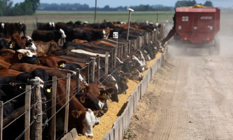 Cows poke their heads through fences to eat dry food being fed into a trough from a farm vehicle
