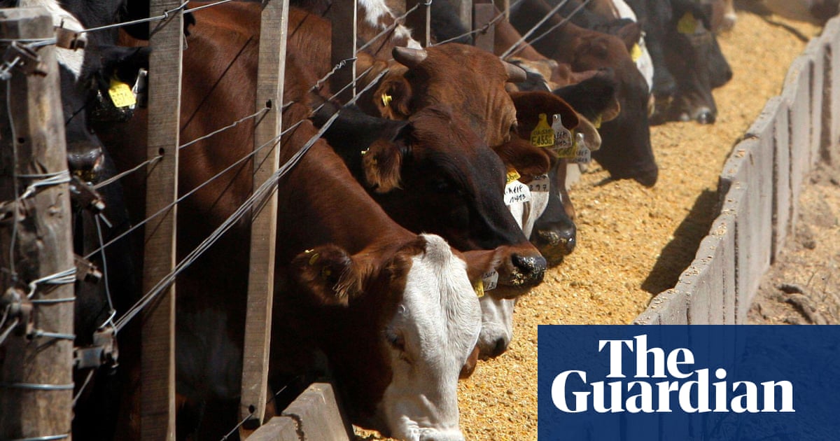 ‘Bewildering’ to omit meat-eating reduction from UN climate plan | Food | The Guardian
