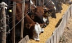 ‘Bewildering’ to omit meat-eating reduction from UN climate plan