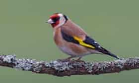 A goldfinch perched on a stick in Lancashire.