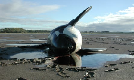 A killer whale stranded by the river Mersey in 2001