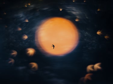 A swift flies in front the sun reflected on the dark roof of a car