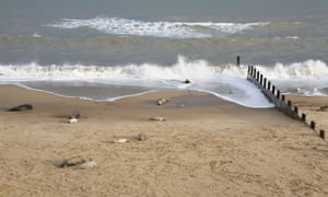 Grey seals and pups on the Norfolk coast