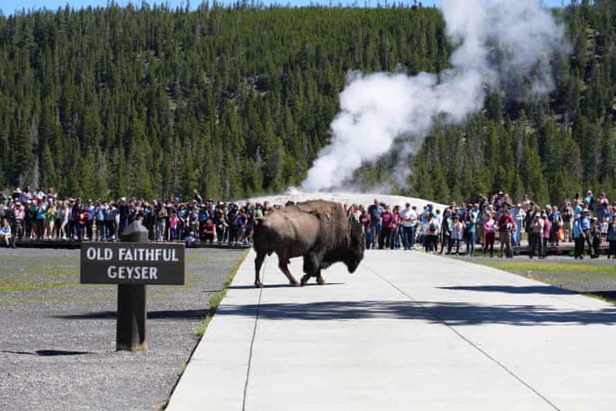 يمشي البيسون أمام حشد من الناس الذين أداروا ظهورهم على Old Faithful Geyser ، وهو يتدفق في الخلفية ، لمشاهدته. لافتة خشبية في المقدمة تقرأ