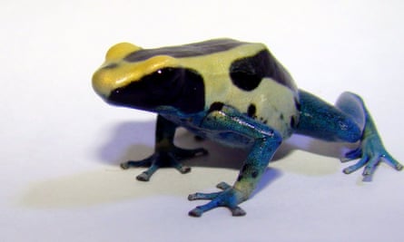 The dyeing dart frog, <em>Dendrobates tinctorius</em>, has a complex mating system.
