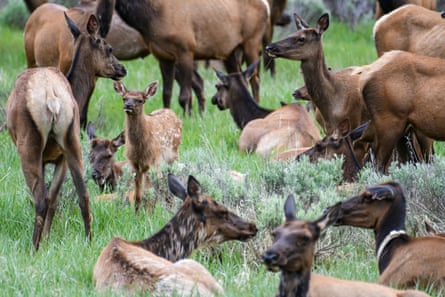 An American elk herd in Yellowstone National Park.
