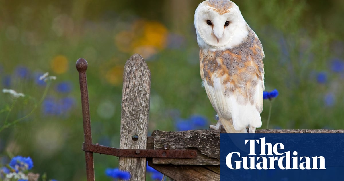 A Barn Owl S Rusty Lair Environment The Guardian