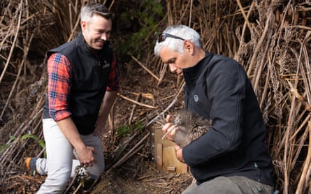 Pete Kirkman (right) of the Capital Kiwi Project and Terafiti Station Master Michael Grace release a kiwi into the station's burrow.
