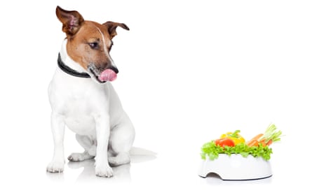 jack russell dog with healthy vegan food bowl, isolated on white background