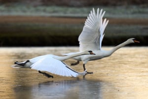 Um par de cisnes voa sobre um lago congelado no parque Bushy, Londres, Reino Unido