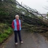 Temporary barriers in the middle of a road in front of a fallen tree