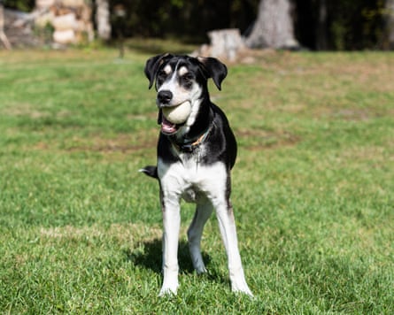 A dog playing with Sonoma Wool Company Wool balls