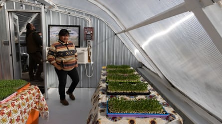 Inside the Wakpamni Lake underground greenhouse, where microgreens are harvested and donated to the community.