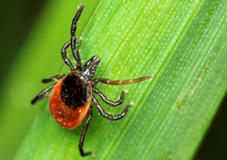 A brown and black tick on a green leaf