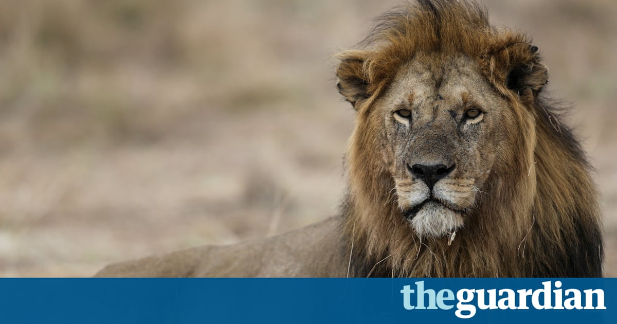 Lions next in line of fire as US rolls back curbs on African hunting trophies – Trending Stuff