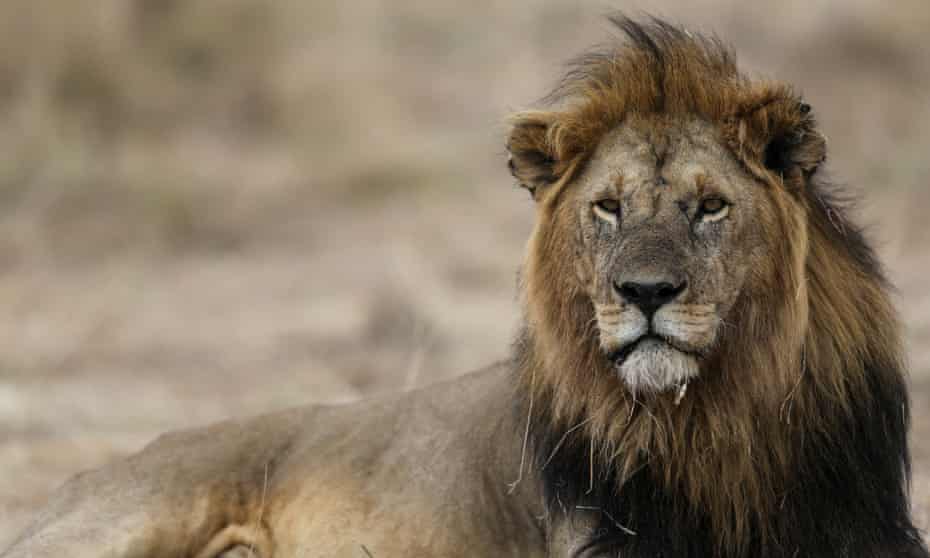 The Trump administration has quietly published new guidelines allowing the importation from Zimbabwe and Zambia of lions shot for sport.