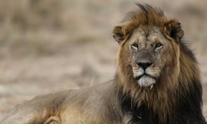 ‘The lion was historically distributed over most of Africa, southern Europe and the Middle East. Now the vast majority of lion populations are gone.’