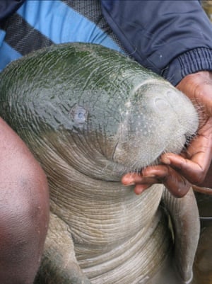 African manatees are classed as vulnerable on the International Union for Conservation of Nature (IUCN) Red List of threatened species. Once branded 'rogue animals', these elusive creatures were on the brink of extinction, but hope is rising for their survival.