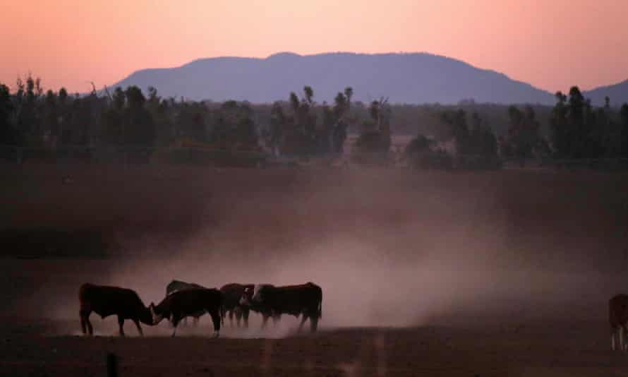 Cattle push each other as they kick-up dust at sunset west of the town of Tamworth