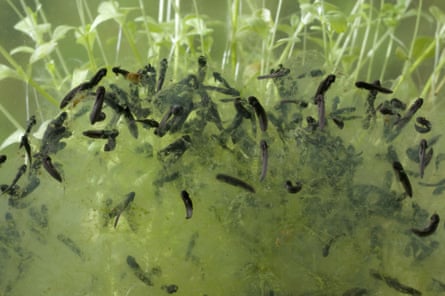 Newly hatched tadpoles.