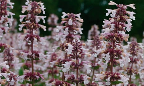 Photograph of Nepeta 'Pink Candy'
