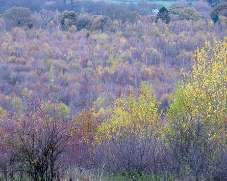 a patchwork of trees