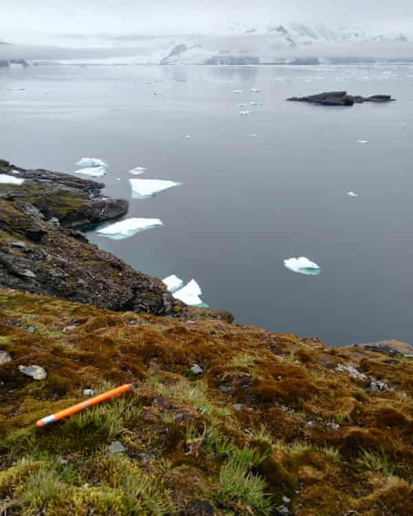 Antarctic hairgrass on Signy Island, with a pencil for scale