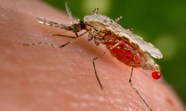 An <em>Anopheles stephensi</em> mosquito feeding on a human host. A known carrier of malaria, the species can be found from Egypt all the way to China.