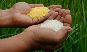 A scientists compares vitamin-A enriched Golden Rice and ordinary rice in Manila, the Philippines.