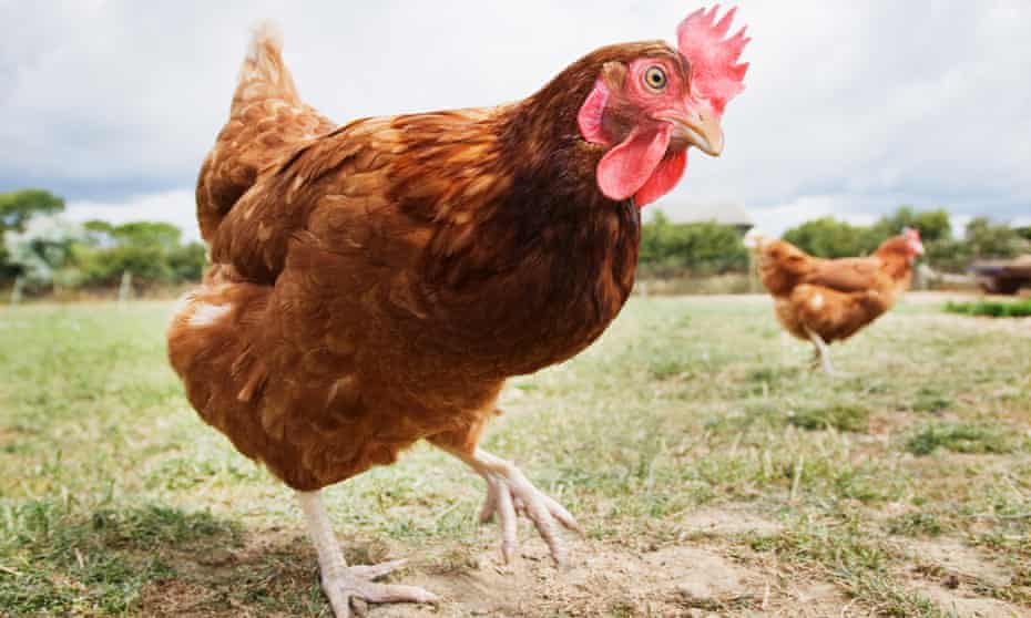 A chicken in a field