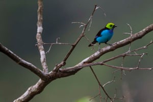 A paradise tanager