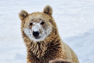 Jovem urso resgatado de uma gaiola aproveita o rosto cheio de neve na Armênia. Muitos nunca viram o exterior de uma gaiola.