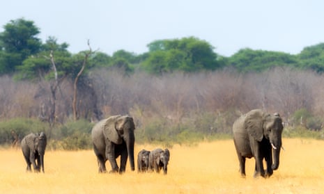 Elephants heading towards a waterhole in Hwange national park