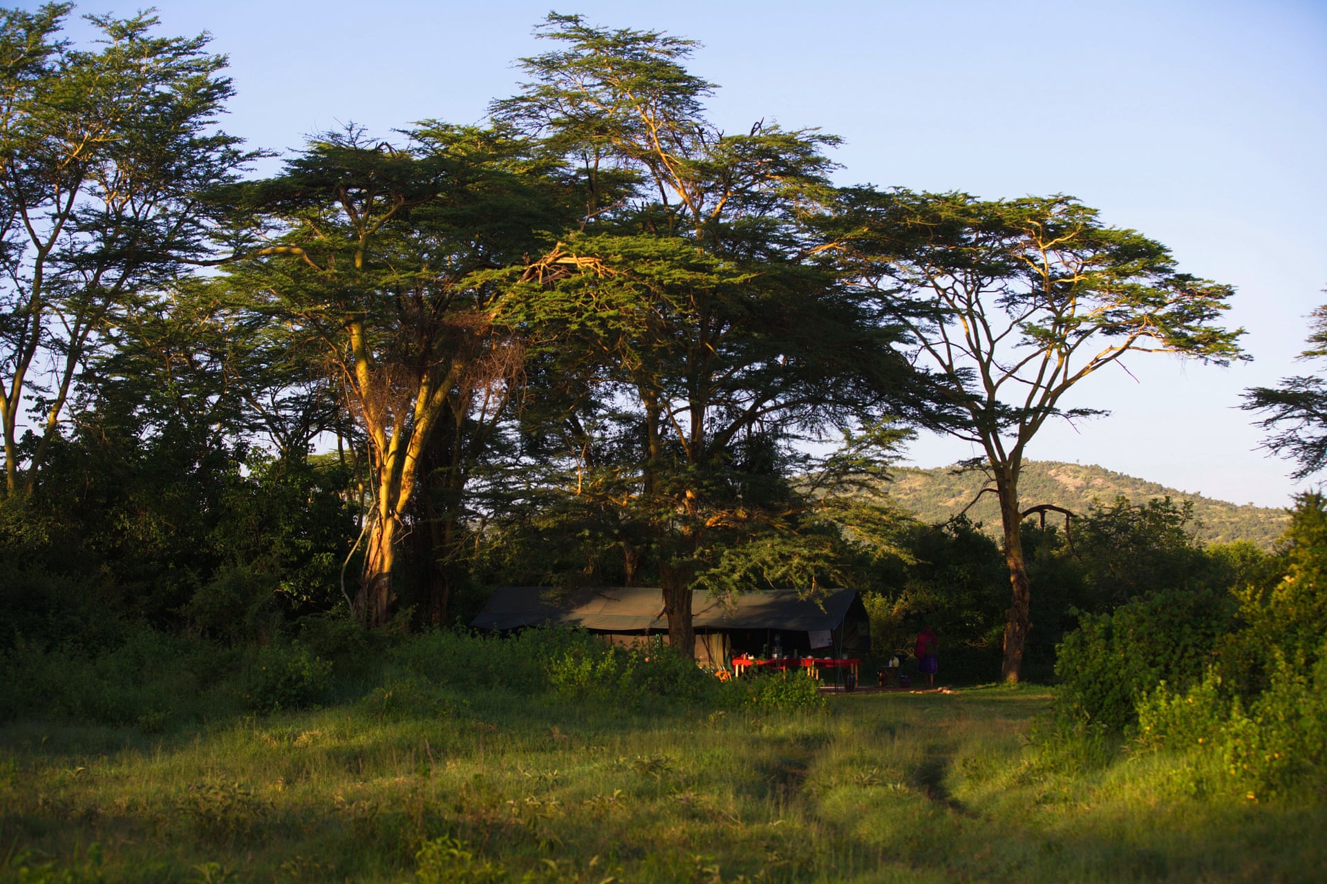 'My land is now owned by lions': Maasai Mara farmers offer Kenya's wildlife a lifeline 4992