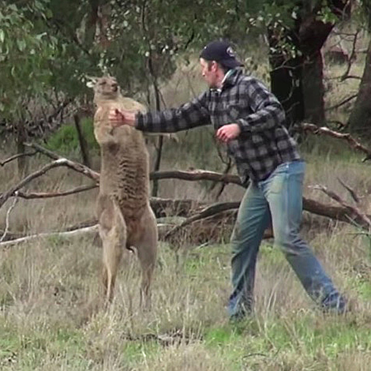 Taronga zoo says it will not fire keeper filmed punching kangaroo | Animals | The Guardian Taronga zoo says it will not fire keeper filmed punching kangaroo | Animals | The Guardian