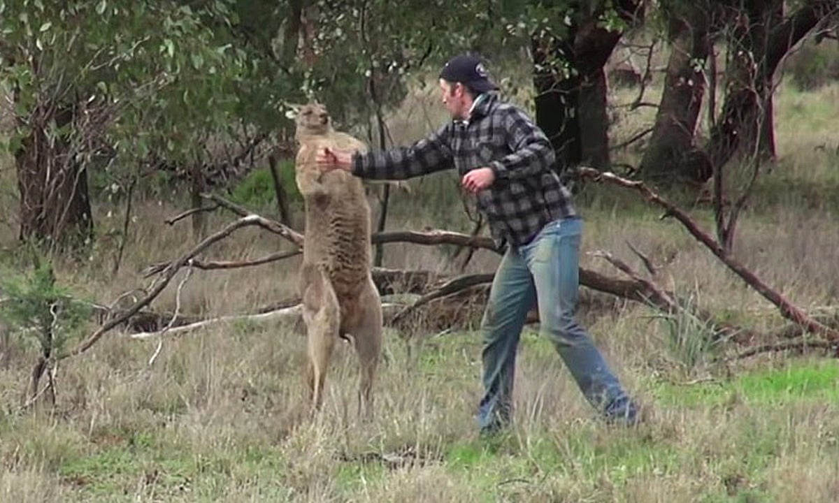 Taronga Zoo Says It Will Not Fire Keeper Filmed Punching Kangaroo Animals The Guardian Taronga Zoo Says It Will Not Fire Keeper Filmed Punching Kangaroo Animals The Guardian