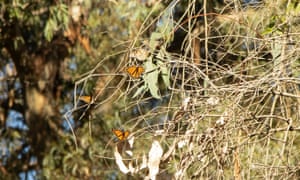 The decline in monarch butterflies is evident in Santa Cruz’s preserve at Natural Bridges State Beach.